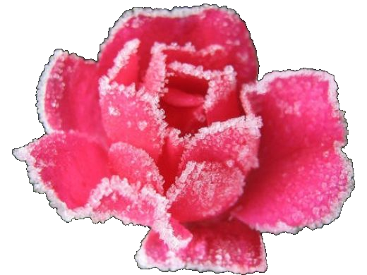 rose en sucre 